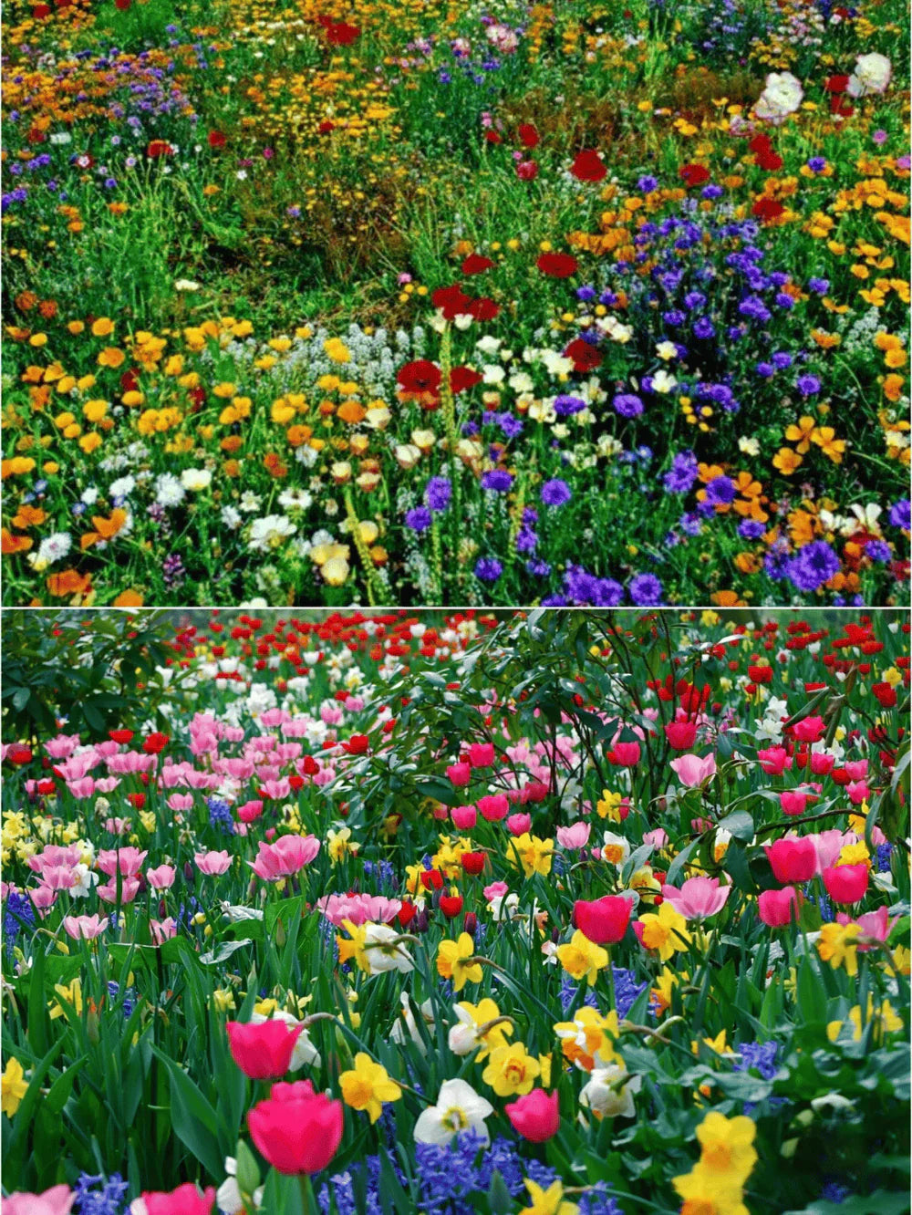 š„Last day clearancešMixed Perennial Flowers Seeds-Over 60 kinds mixed