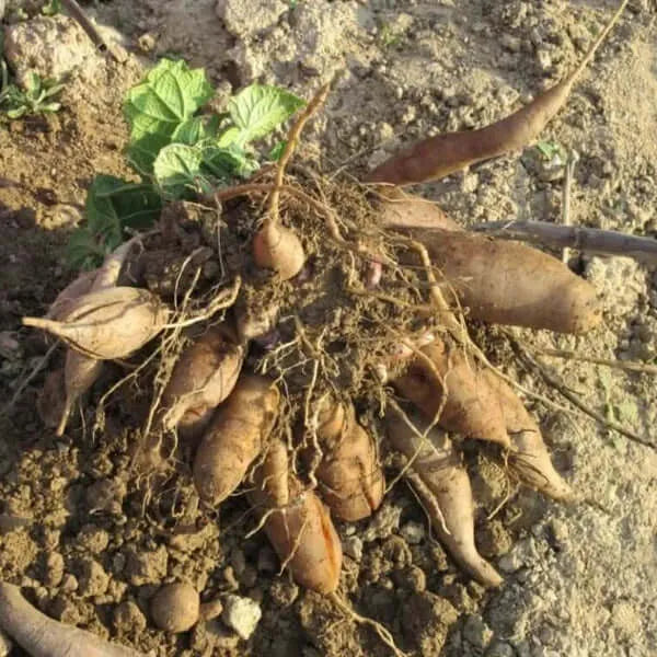 Yacon Seed Root crop seeds Seeds,