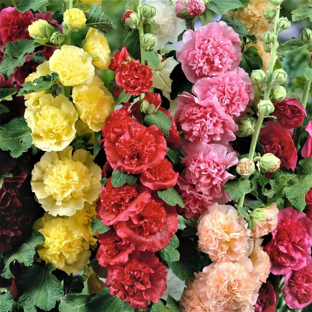 Double Hollyhock Flower Seeds For Tall Garden Blooms