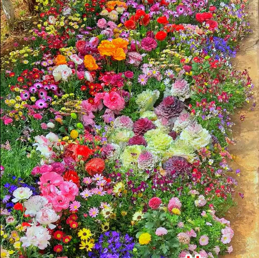 š„Last day clearancešMixed Perennial Flowers Seeds-Over 60 kinds mixed