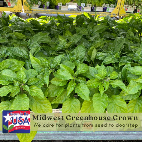 Ghost Bhut Jolokia Pepper | Live Plants | Non-GMO, High Yield,