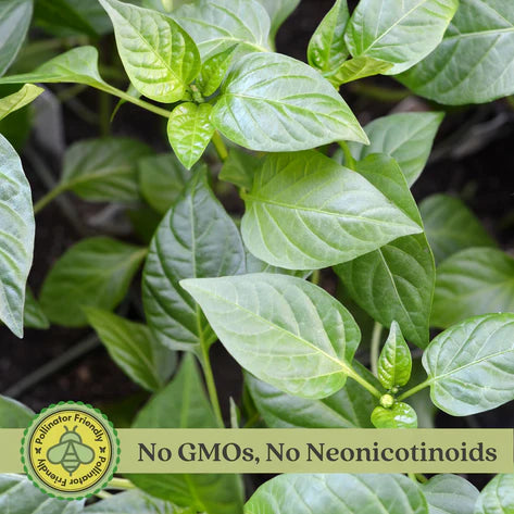 Ghost Bhut Jolokia Pepper | Live Plants | Non-GMO, High Yield,