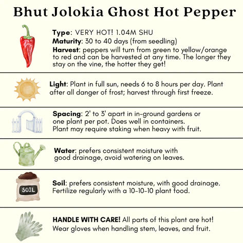 Ghost Bhut Jolokia Pepper | Live Plants | Non-GMO, High Yield,