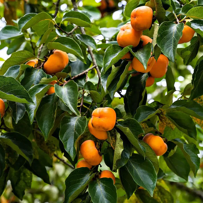 Persimmon Tree seedling