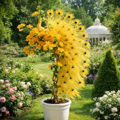 🦚Peacock Bougainvillea Seeds - Add elegant peacock blossoms to your garden
