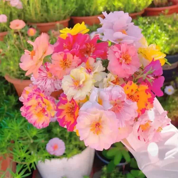 šø Portulaca Seeds - Double-Flowered Moss Rose