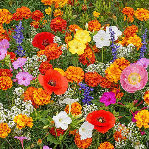 š„Last day clearancešMixed Perennial Flowers Seeds-Over 60 kinds mixed