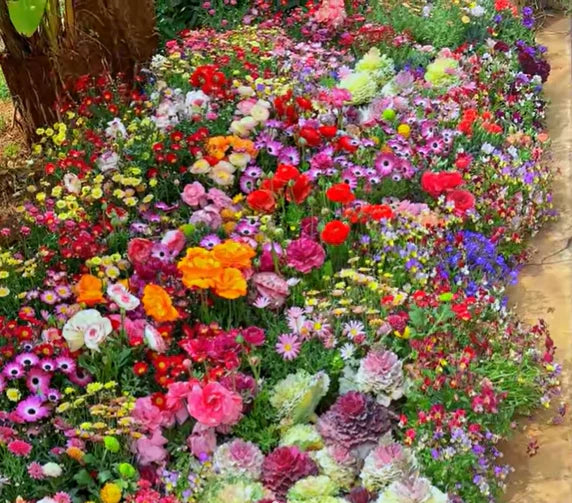 š„Last day clearancešMixed Perennial Flowers Seeds-Over 60 kinds mixed