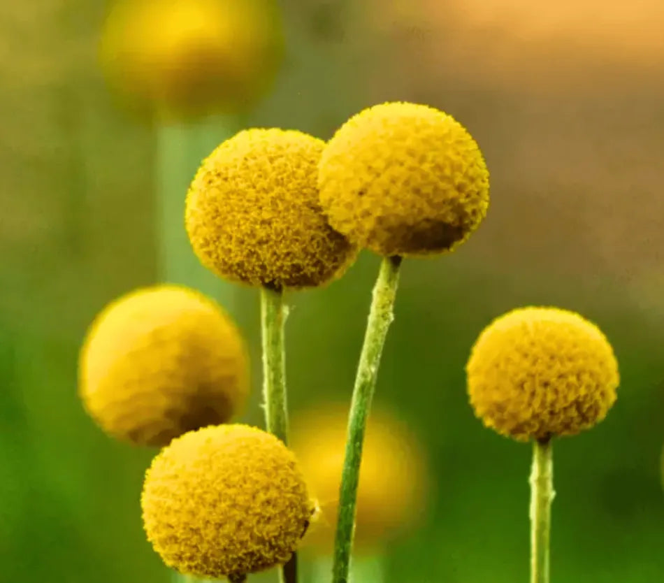 Billy Buttons (Drumsticks) – Seeds