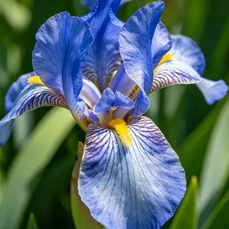 Blue German Iris Seeds