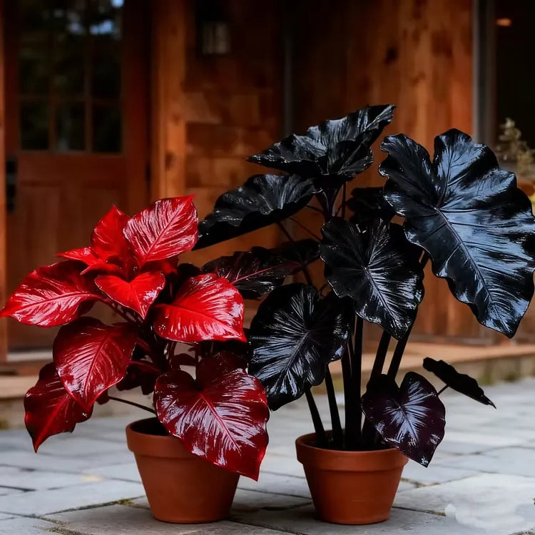 š¼ Mixed Hostas seeds : A Splash of Color for Every Season