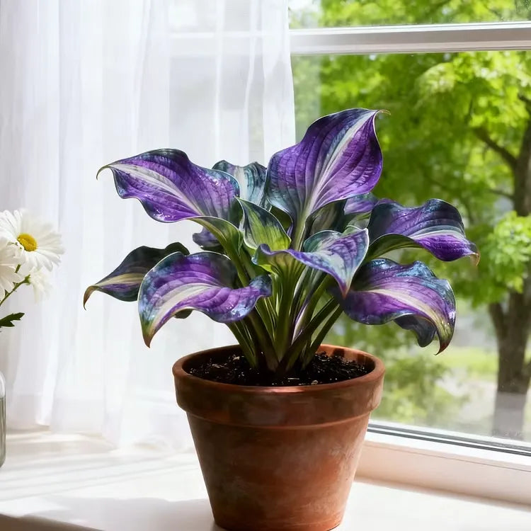 š¼ Mixed Hostas seeds : A Splash of Color for Every Season