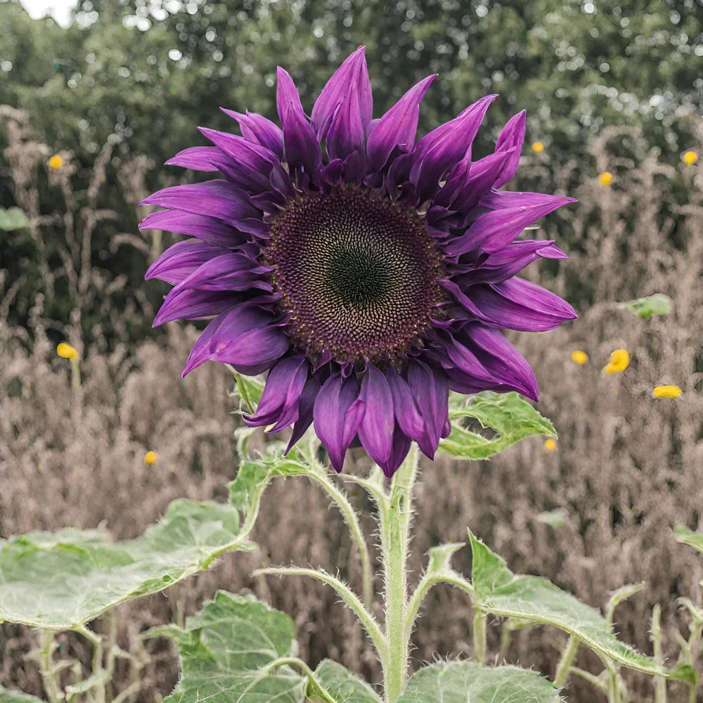 šRare purple sunflowers, stunning the entire garden at first glance.
