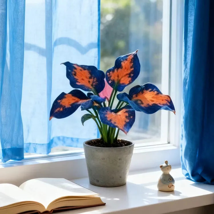 š¼ Mixed Hostas seeds : A Splash of Color for Every Season