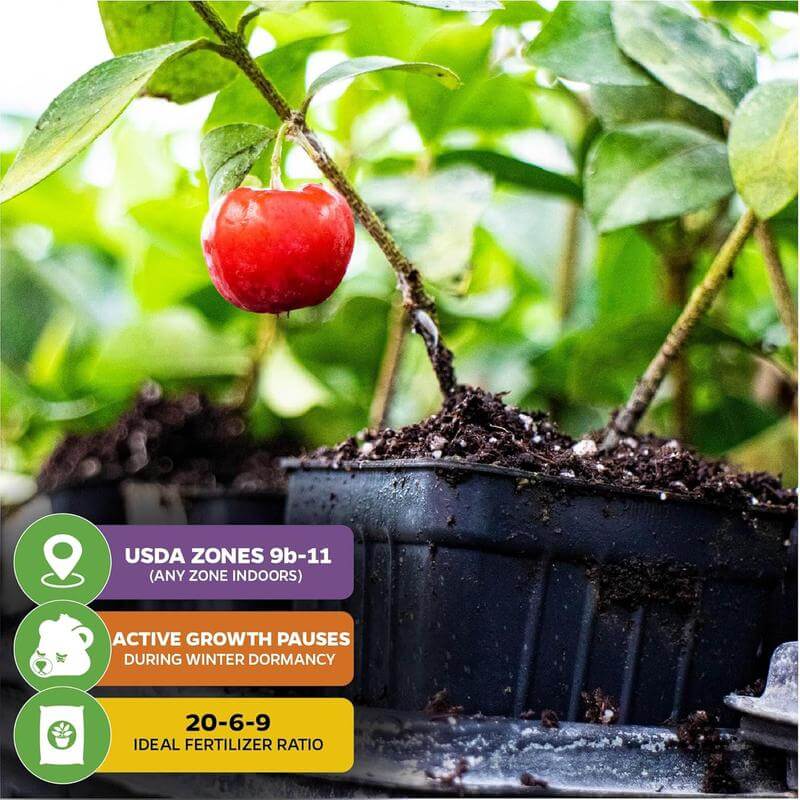 š (New Harvest) Sweet Cherry Seeds šæPre-Primed for High Germination (99% Germination)