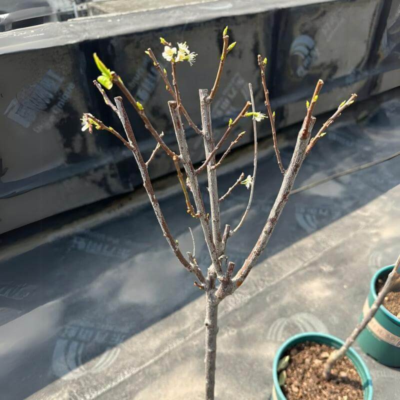 š (New Harvest) Sweet Cherry Seeds šæPre-Primed for High Germination (99% Germination)