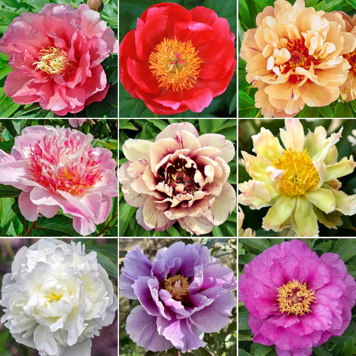 🌸 Double Climbing Peony Vine Hardy Perennial Garden Climber for Indoor & Outdoor Beauty