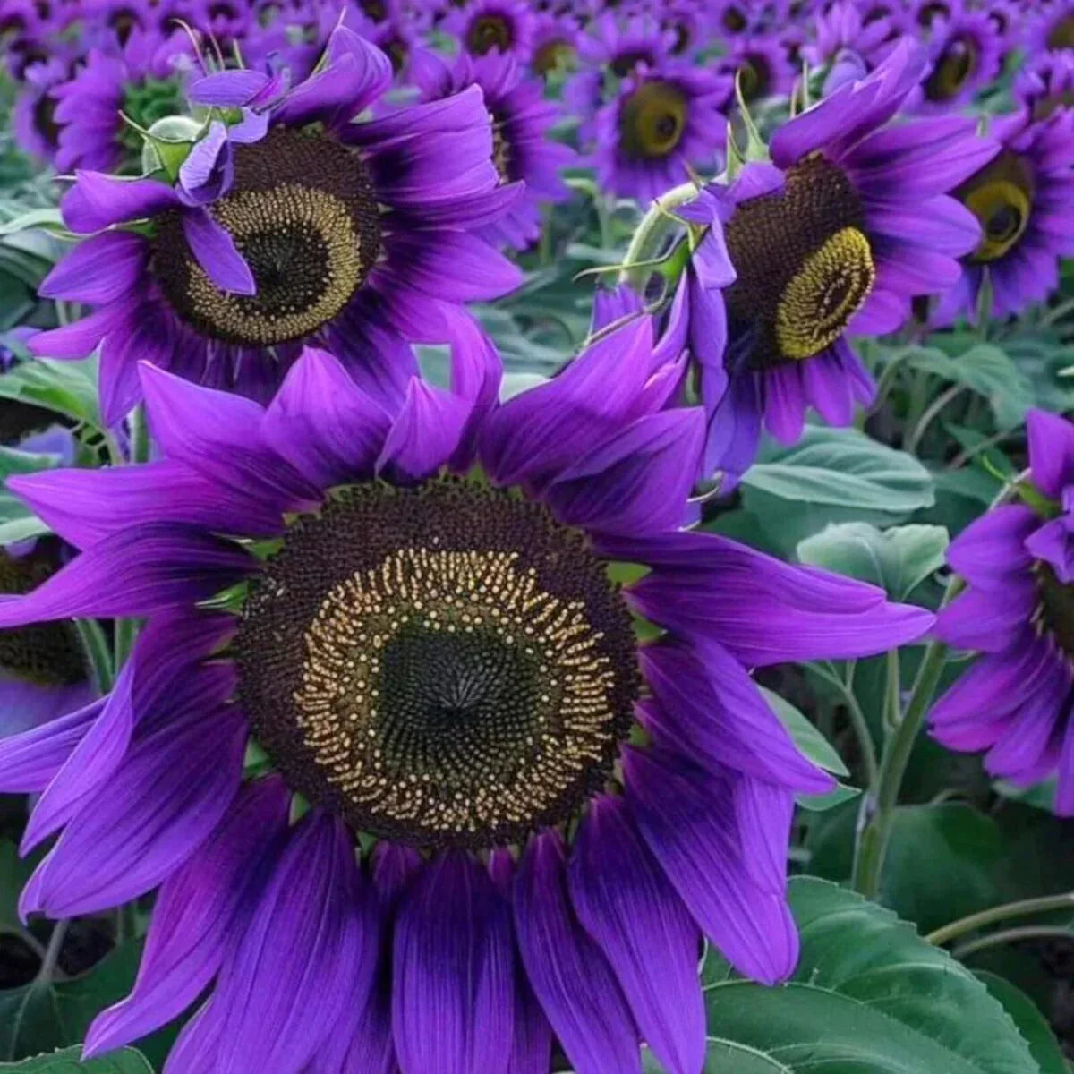 šRare purple sunflowers, stunning the entire garden at first glance.