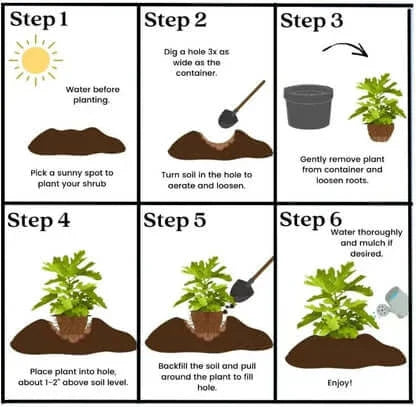 š„Hot Sale 49% OFFš„Mission Fig Tree Seeds