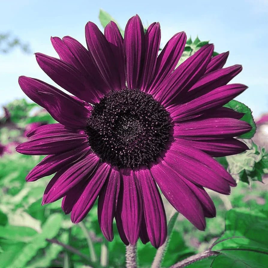 šRare purple sunflowers, stunning the entire garden at first glance.