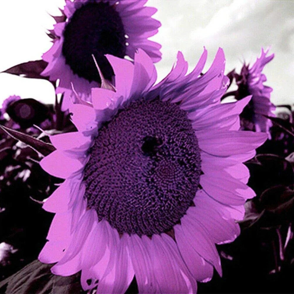 šRare purple sunflowers, stunning the entire garden at first glance.