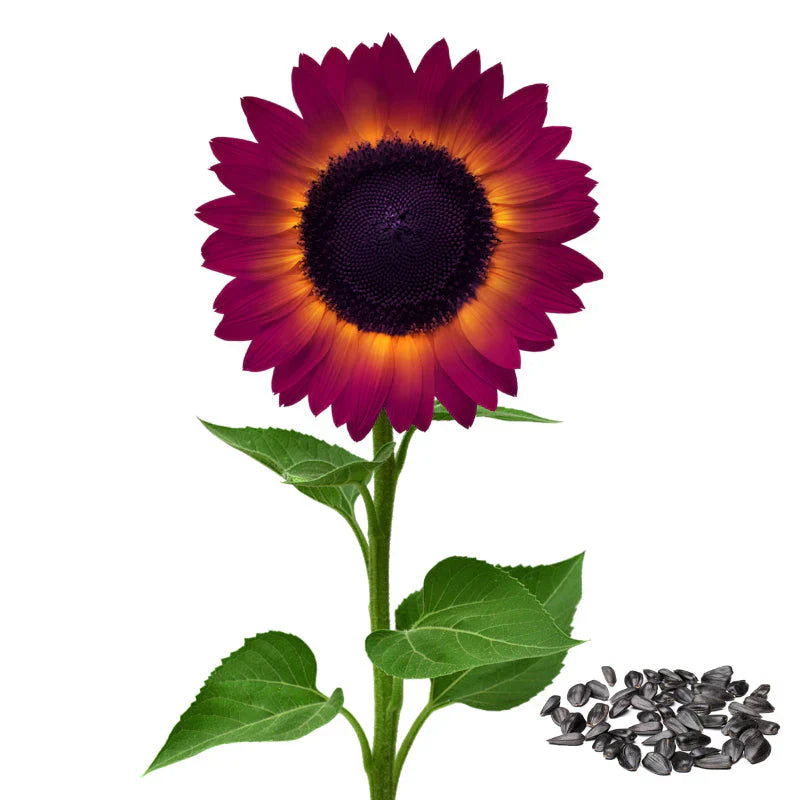šRare purple sunflowers, stunning the entire garden at first glance.