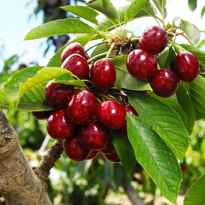 š (New Harvest) Sweet Cherry Seeds šæPre-Primed for High Germination (99% Germination)