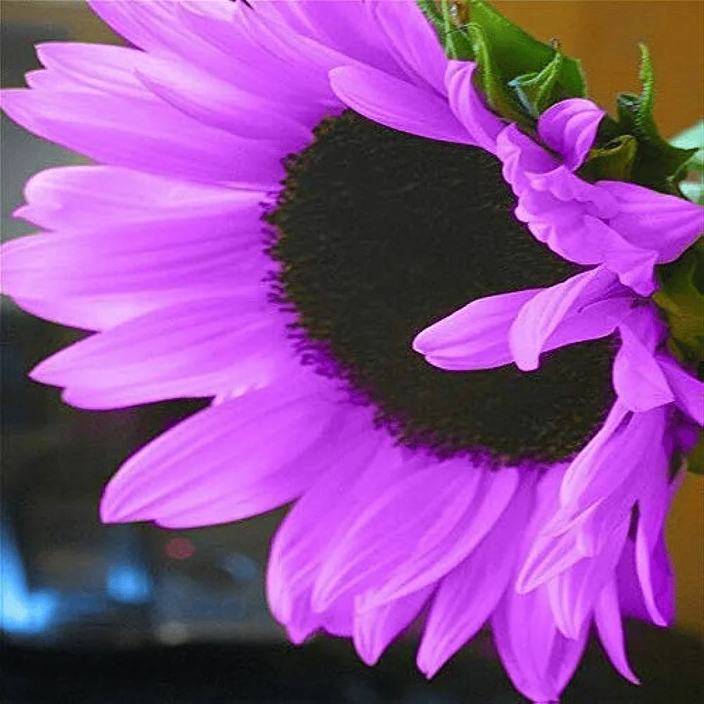 šRare purple sunflowers, stunning the entire garden at first glance.