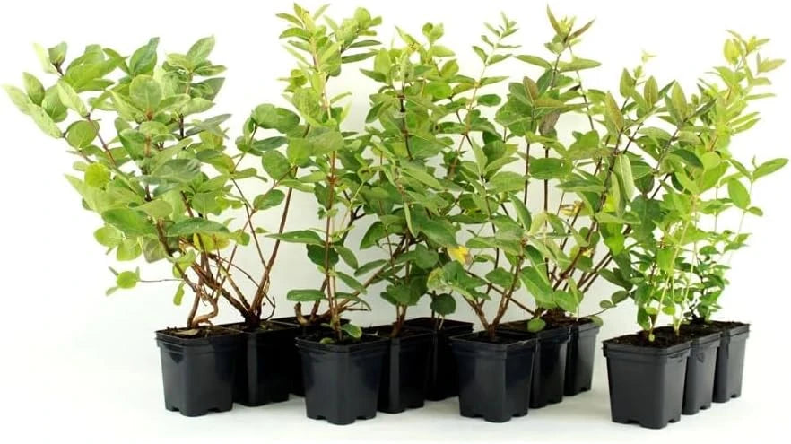 Haskap Berry Live Plant – Cold Hardy Blue Honeysuckle Bush Seedling