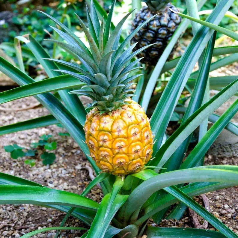 Gold Pineapple Plant Live, No Pot, Sweet Pineapple Fruit Seedling