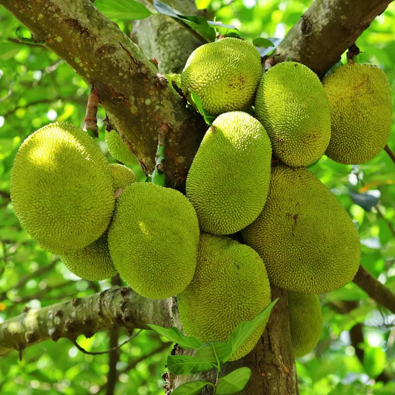 Jackfruit Seedling Live Plant, Tropical Jackfruit Tree,Sweet Yellow Fruit for Planting