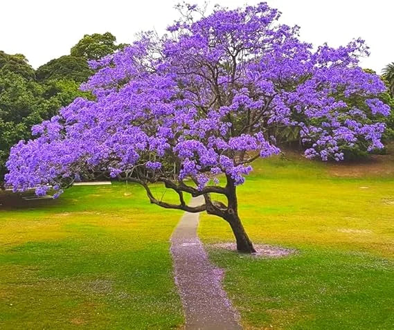 Jacaranda Tree Live Plant Seedling – Outdoor Planting