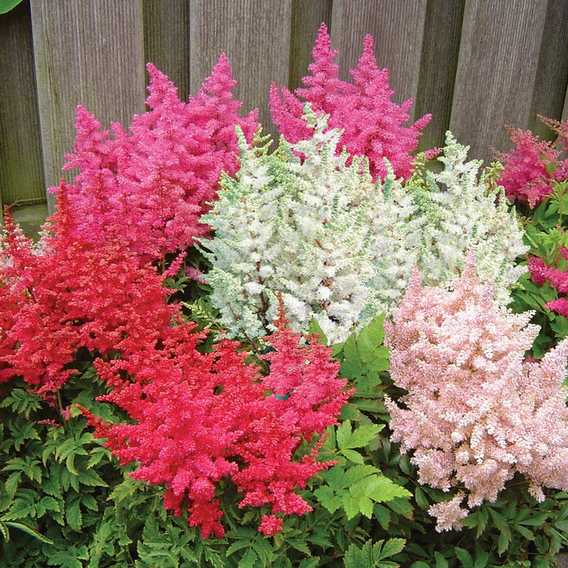 Astilbe Mixed