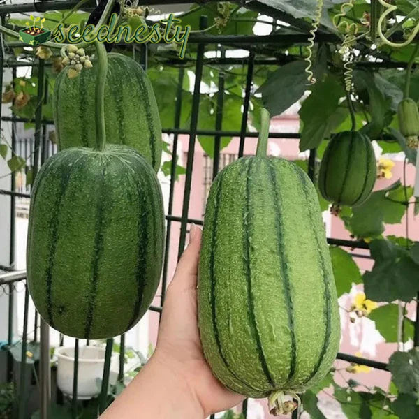 Apple Luffa Seeds