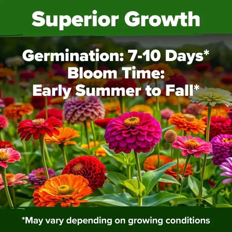 🔥HOT SALE 49% OFF-Zinnia Seeds - Pure Seeds - No Filler - USA Heirloom Flower Seeds（副本）