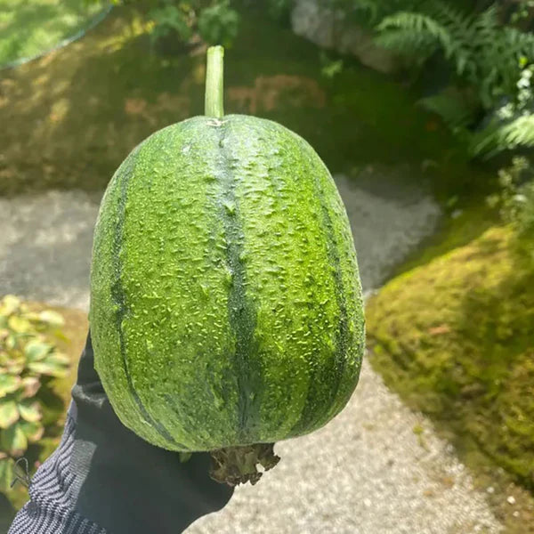Apple Luffa Seeds