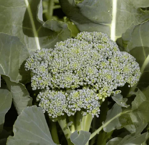Broccoli  Seeds