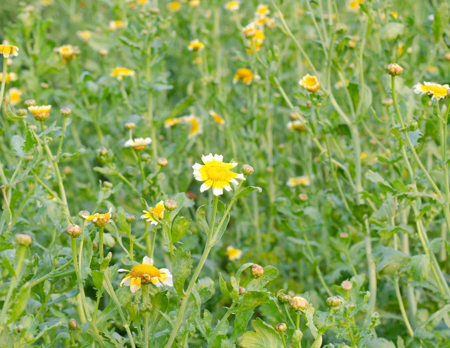 Shungiku Edible Chrysanthemum Seeds (Glebionis coronaria) – Nutritious, Mild Flavor, Great for Salads and Stir-Fries, Easy to Grow