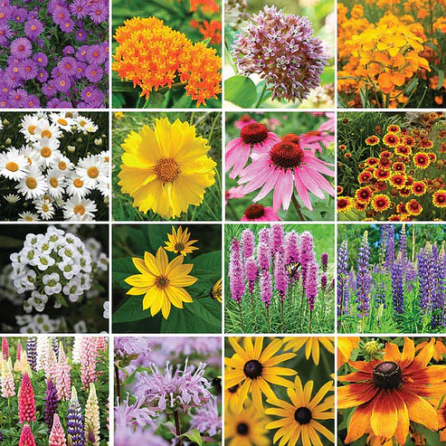Wildflower Seed Mix