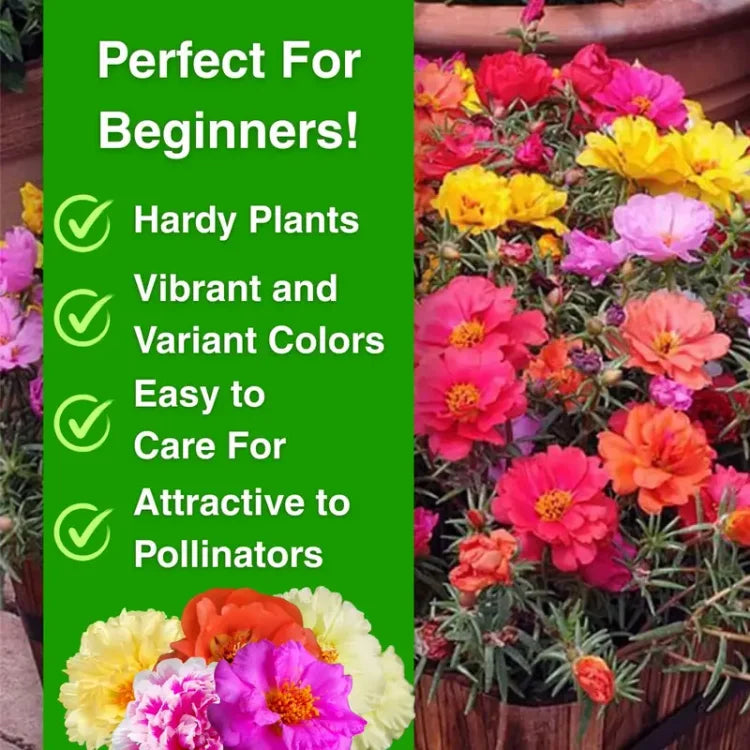 🌸 Portulaca Seeds - Double-Flowered Moss Rose
