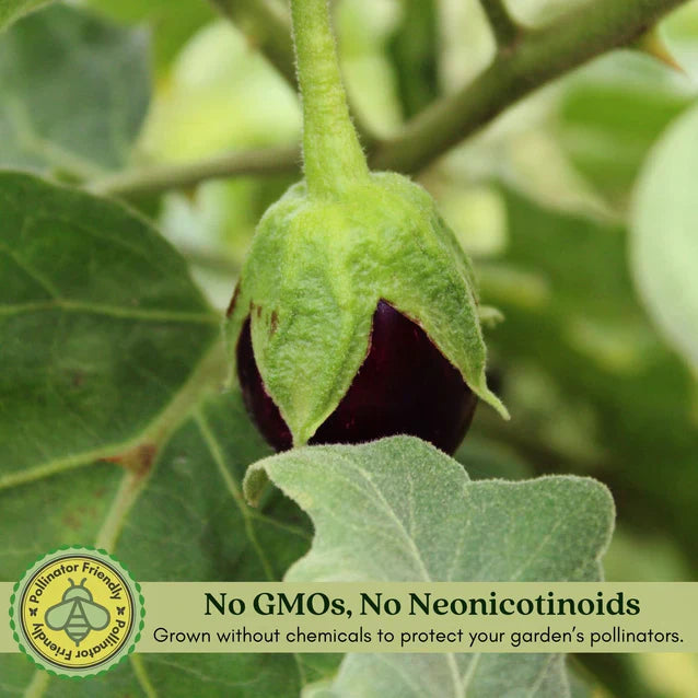 Eggplant Black Beauty | Two Live Plants | Non-GMO | Heirloom Variety | High Yield, Heat Tolerant