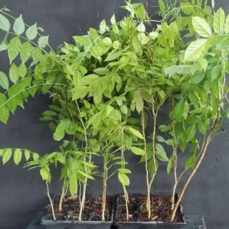 Wisteria Tree Live Plant Vines, Purple Blue Wisteria Fragrant Flowers  Inc in Tall, Outdoor Growing
