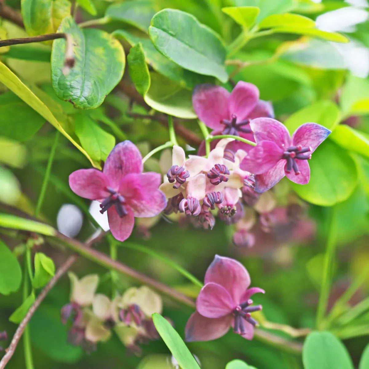 Chocolate Vine Plant, Akebia Quinata, Sweet Fruit Plant Well Rooted, Appx  Akebia Fruit Plant Live, Akebia Plant for Outdoor Garden