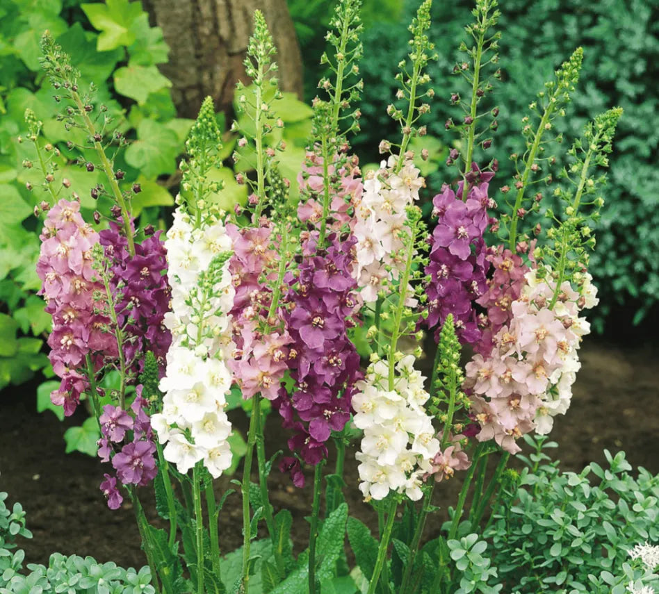 Mullein Mix –  Seeds