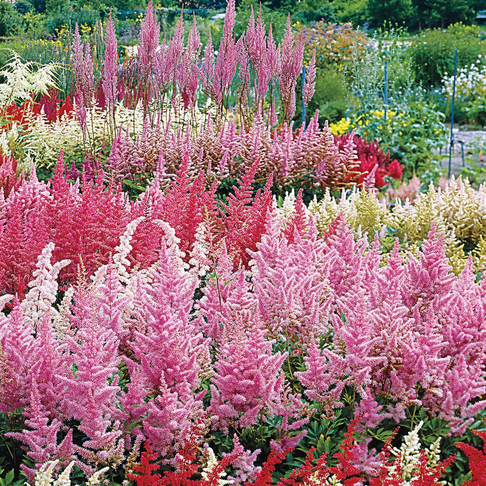 Astilbe Mixed