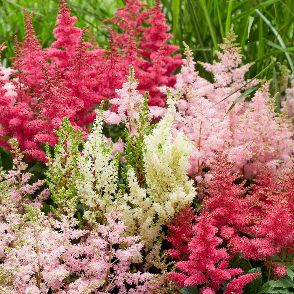 Astilbe Mixed