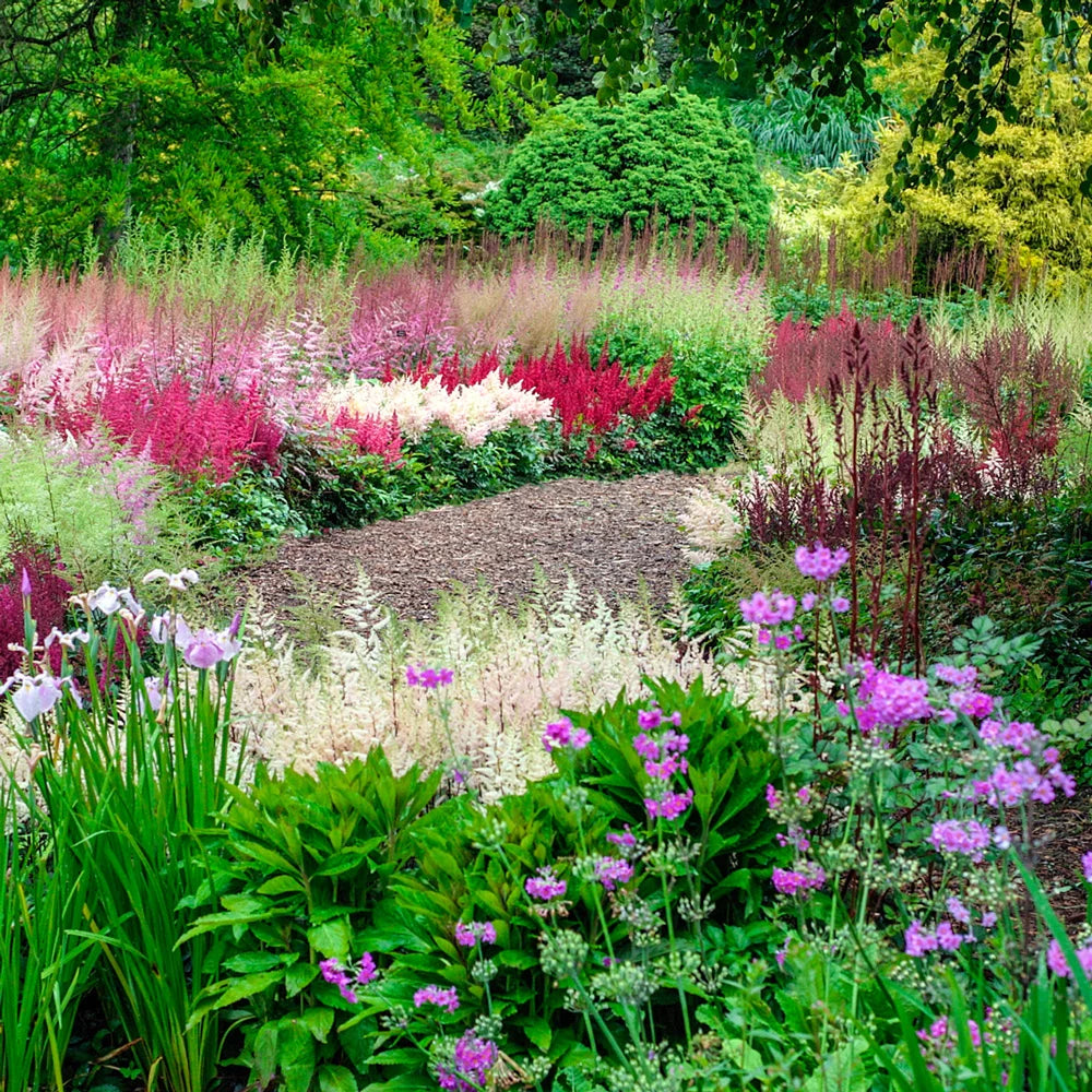 Astilbe Mixed