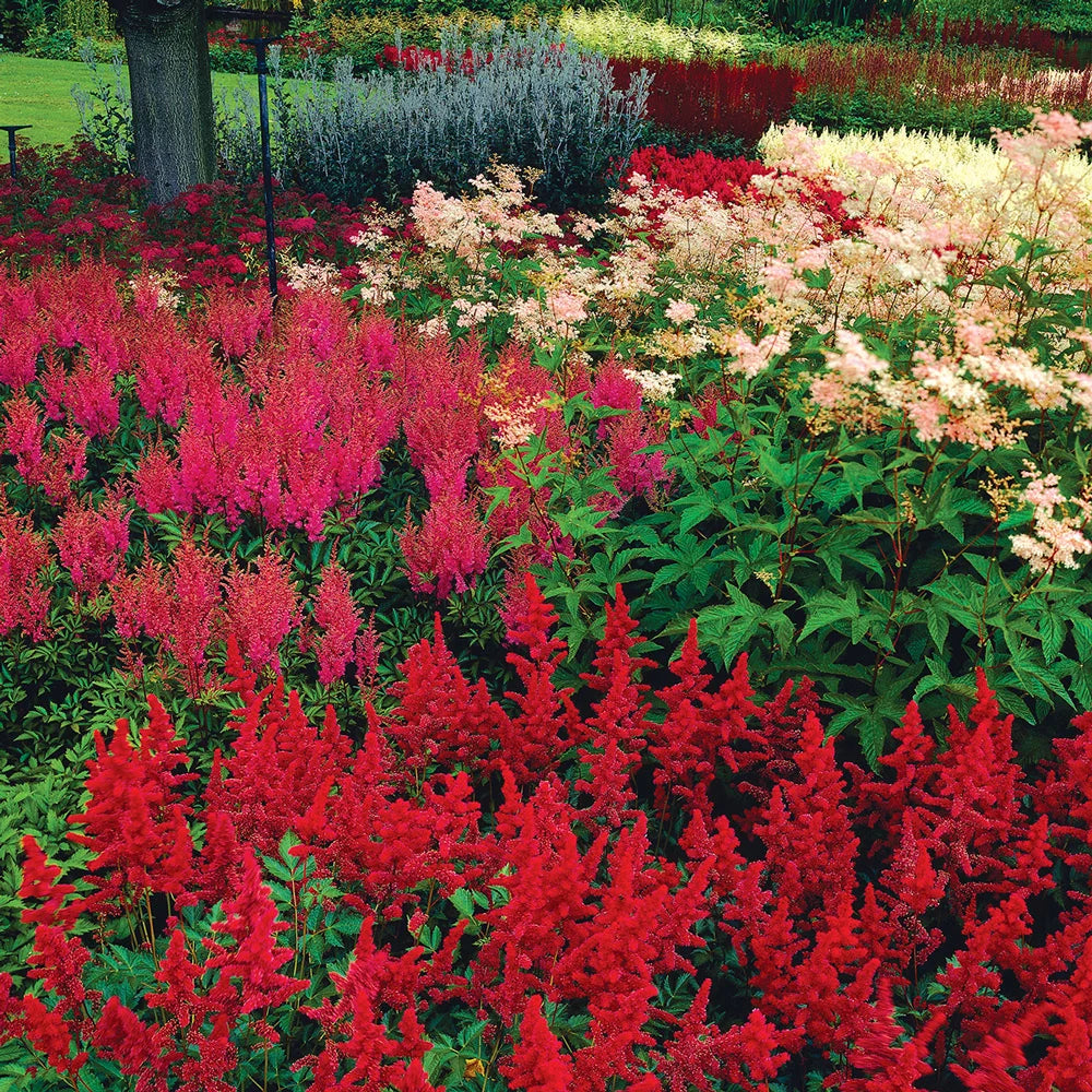 Astilbe Mixed