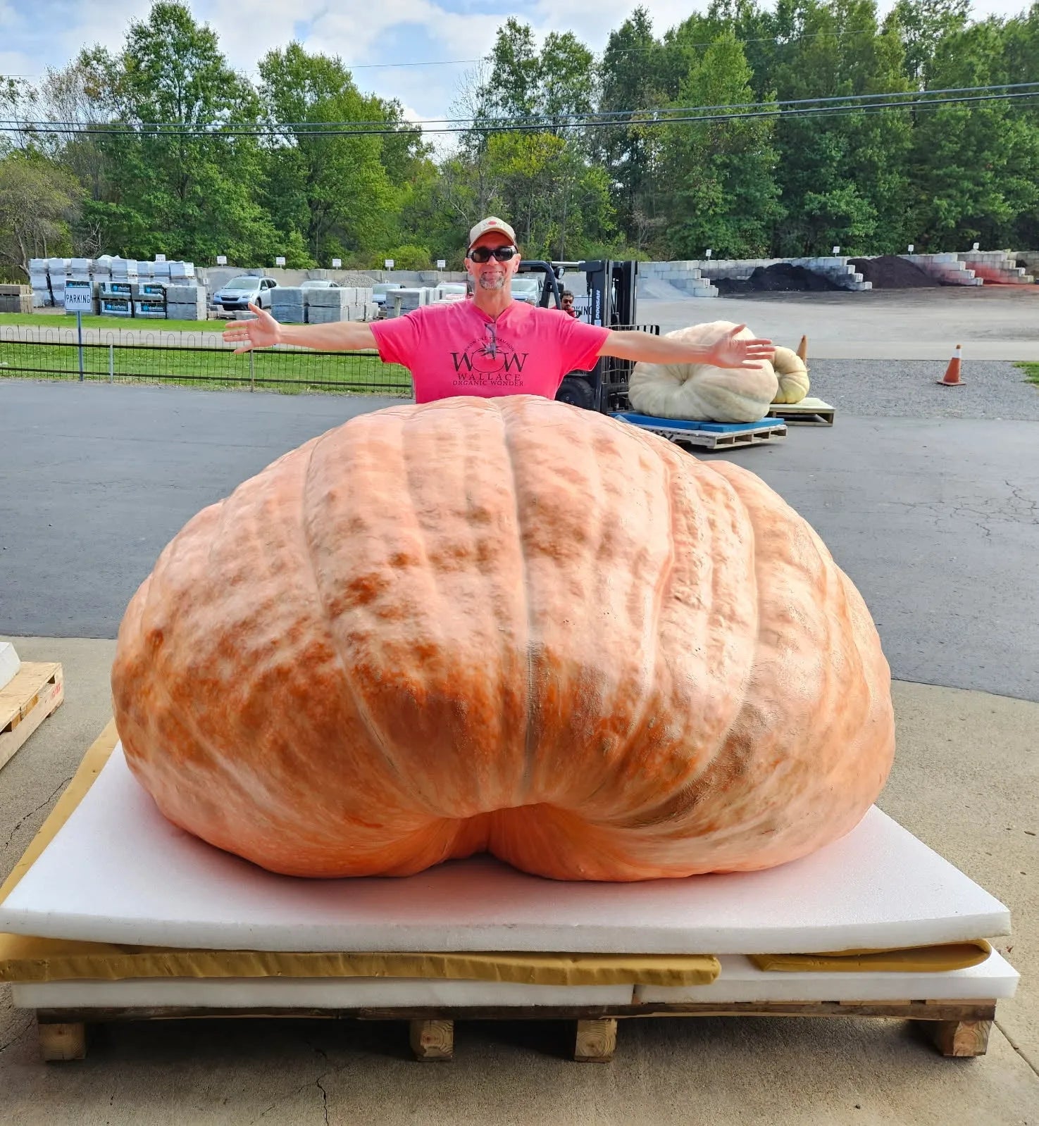 Giant Pumpkin Seeds Wallace's Whoppers
