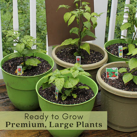 Ghost Bhut Jolokia Pepper |  Live Plants | Non-GMO, High Yield,